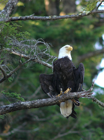 Bald Eagle
