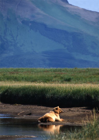 Katmai Grizzly