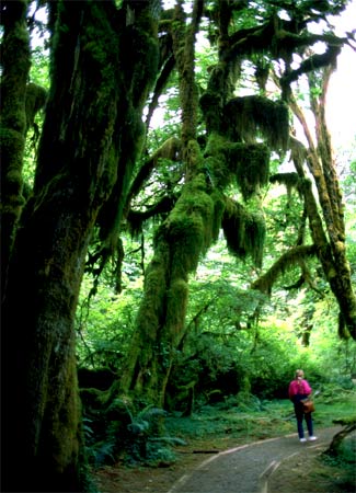 Olympic Rainforest