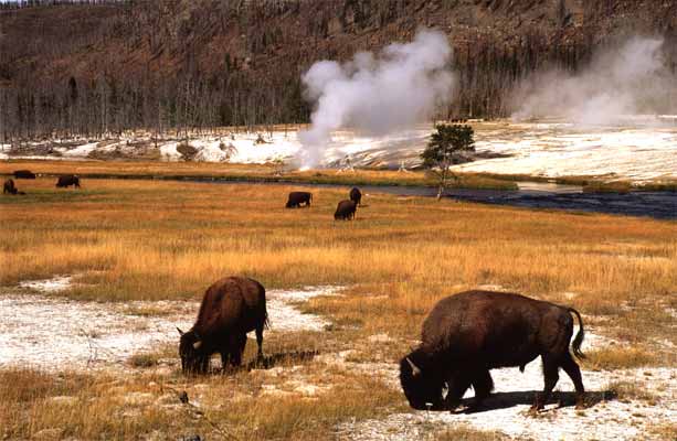 Yellowstone Nationalpark