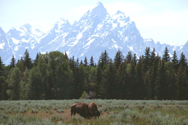 Grand Tetons